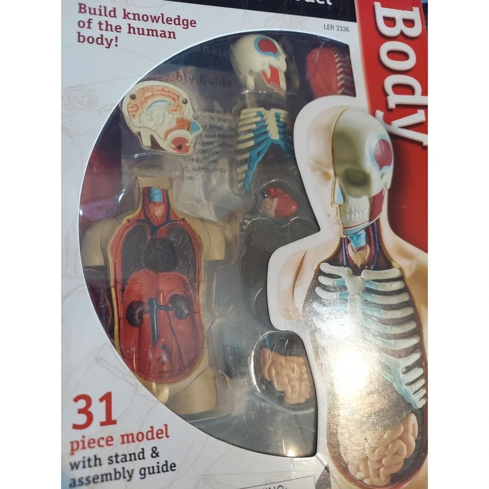 Human Body Learning Resources Educational Anatomy 31-Piece Model Set and‎ Stand